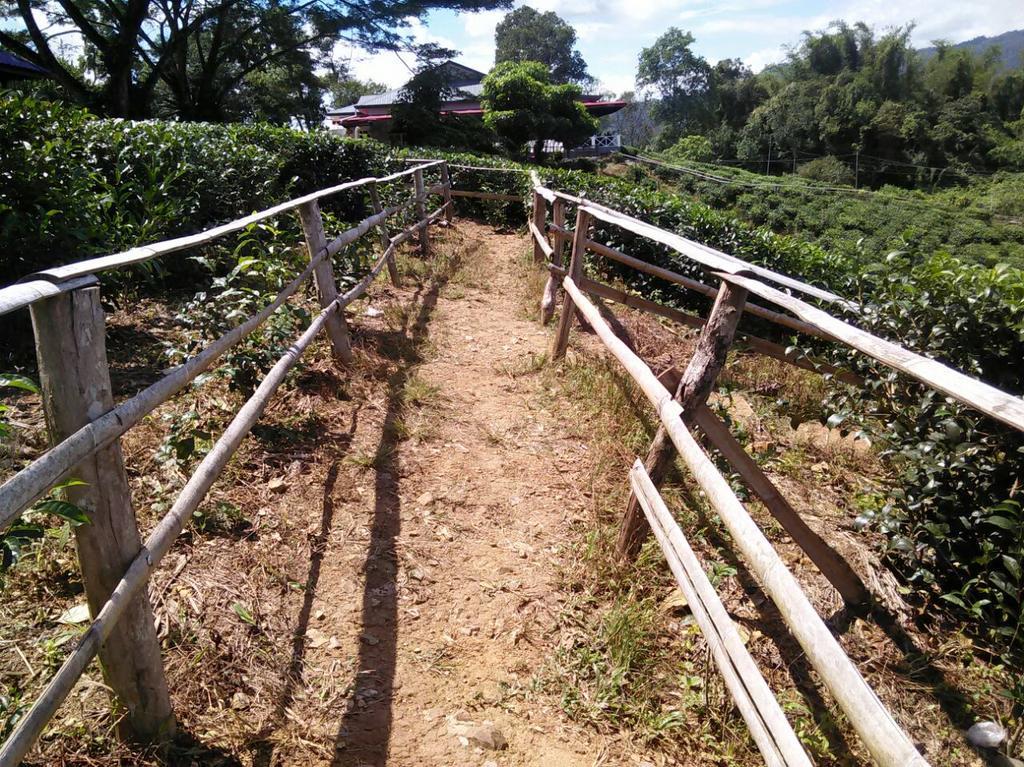 Sabah Tea Garden-Longhouses Ranau Exterior foto